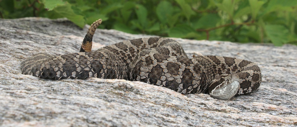 DYK - The #Massasauga Rattlesnake is Ontario’s only venomous snake, though it will only bite in self-defence if it is threatened or harassed. The Massasauga is the only Ontario snake with a vertical (cat-like) pupil. bit.ly/2ZBDrYx 
#WorldSnakeDay #StepIntoNature 🐍