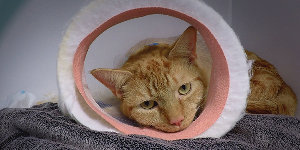 fitzpatrickref's tweet photo. We regularly perform #totalhipreplacements in four-legged cats and dogs, but for 3-legged feline Jersey back in 2015 this was uncharted territory. #Supervet https://t.co/waKdSARB8k