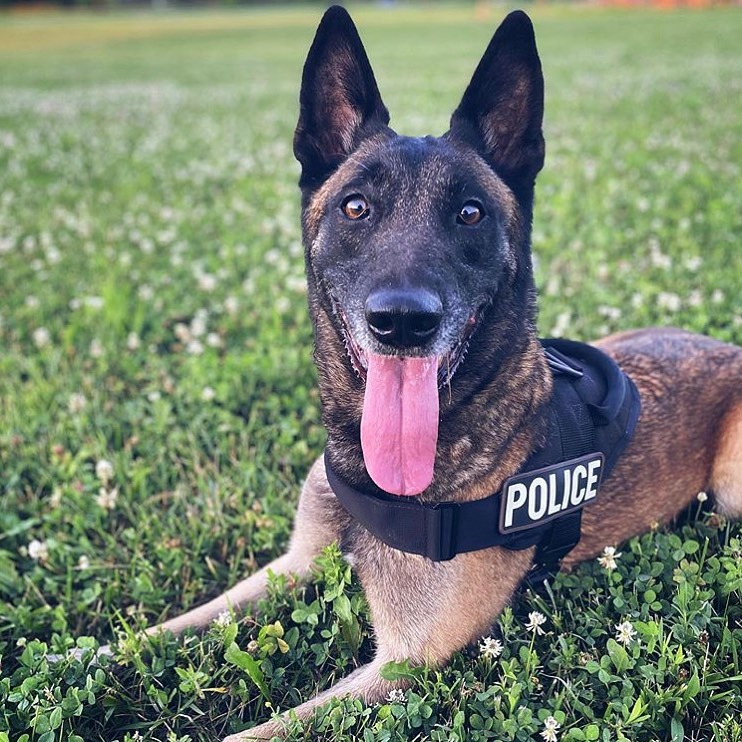EliteK9's tweet image. 📷 @k9_athena_ 

▪️
▪️
▪️

#k9handlers #k9unit #policedogs #girldog #dogsofinsta #MalinoisLife #K9life #Maligator #BelgianMalinois #Policek9 #WCPD #CityCop #Guardiansofthenight #goodgirl #daddysgirl #FemaleCop