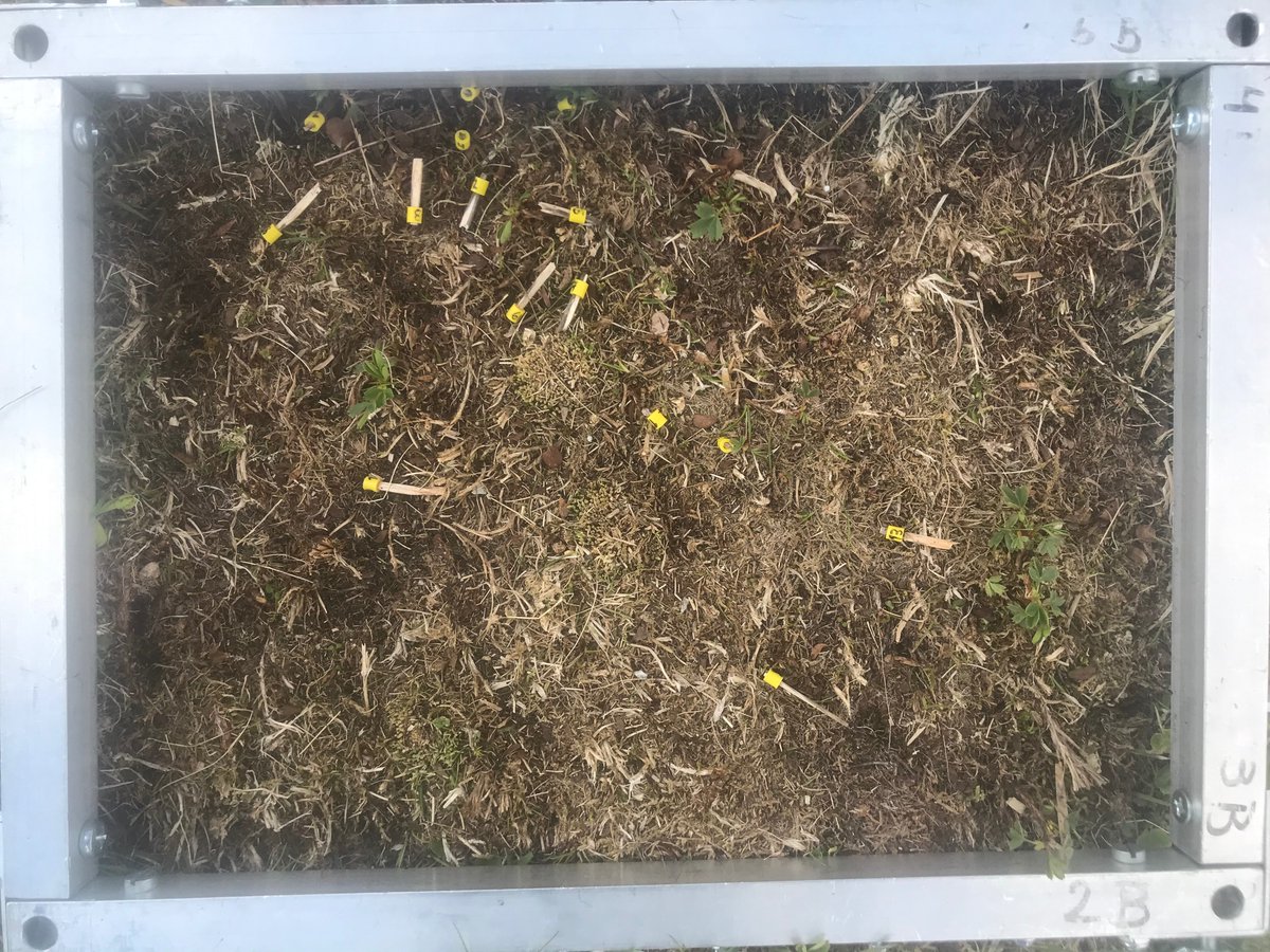 EgebergSolveig's tweet photo. Last day of removals in July with @RagnhildGya and @CamillaZernich1 ! Mmmm the satisfying feeling of a clean plot...
@BtwnTheFjords #incline #student #fieldwork #biology #plantscience #ecology https://t.co/7NCWAeUOjK