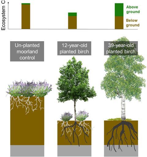 Early View | Open Access
Tree planting in organic soils does not result in net carbon sequestration on decadal timescales 
@NinaFriggens @JASubke @tomparker136 <a href="/StirBES/">BES Stirling</a> <a href="/JamesHuttonInst/">James Hutton Institute</a>

📝buff.ly/2WimPmm