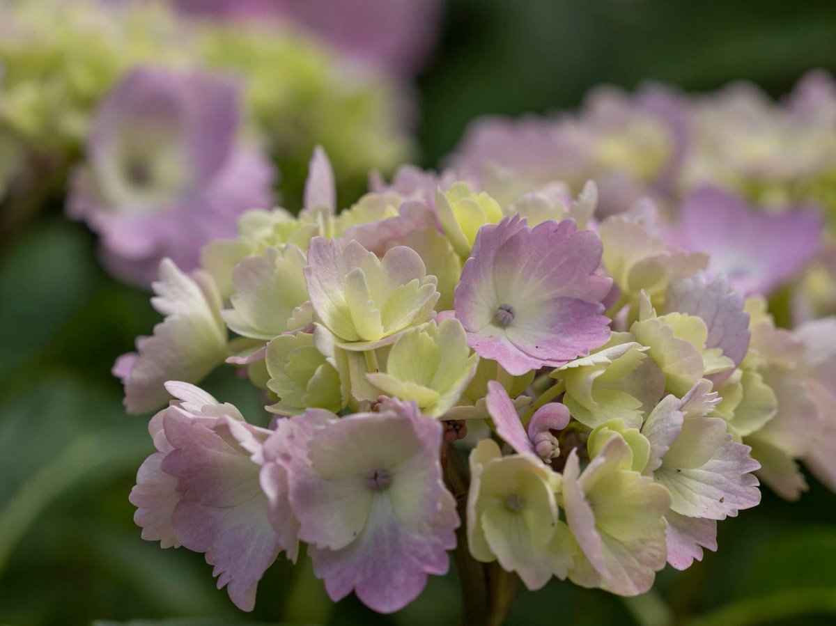 MarkFullerPhot1's tweet photo. French Hydrangea. #frenchhydrangea #hydrangea #Flowers #blooms #gardens #wisley #rhs #guildford #surrey #olympus @RHSWisley @The_RHS @GuildfordnBloom @GuildfordTIC @WeLoveGuildford @VisitSurrey @OlympusUK @getolympus @Olympus_AU @GWandShows @GWmag @BBCSpringwatch https://t.co/rJifXXbGl3