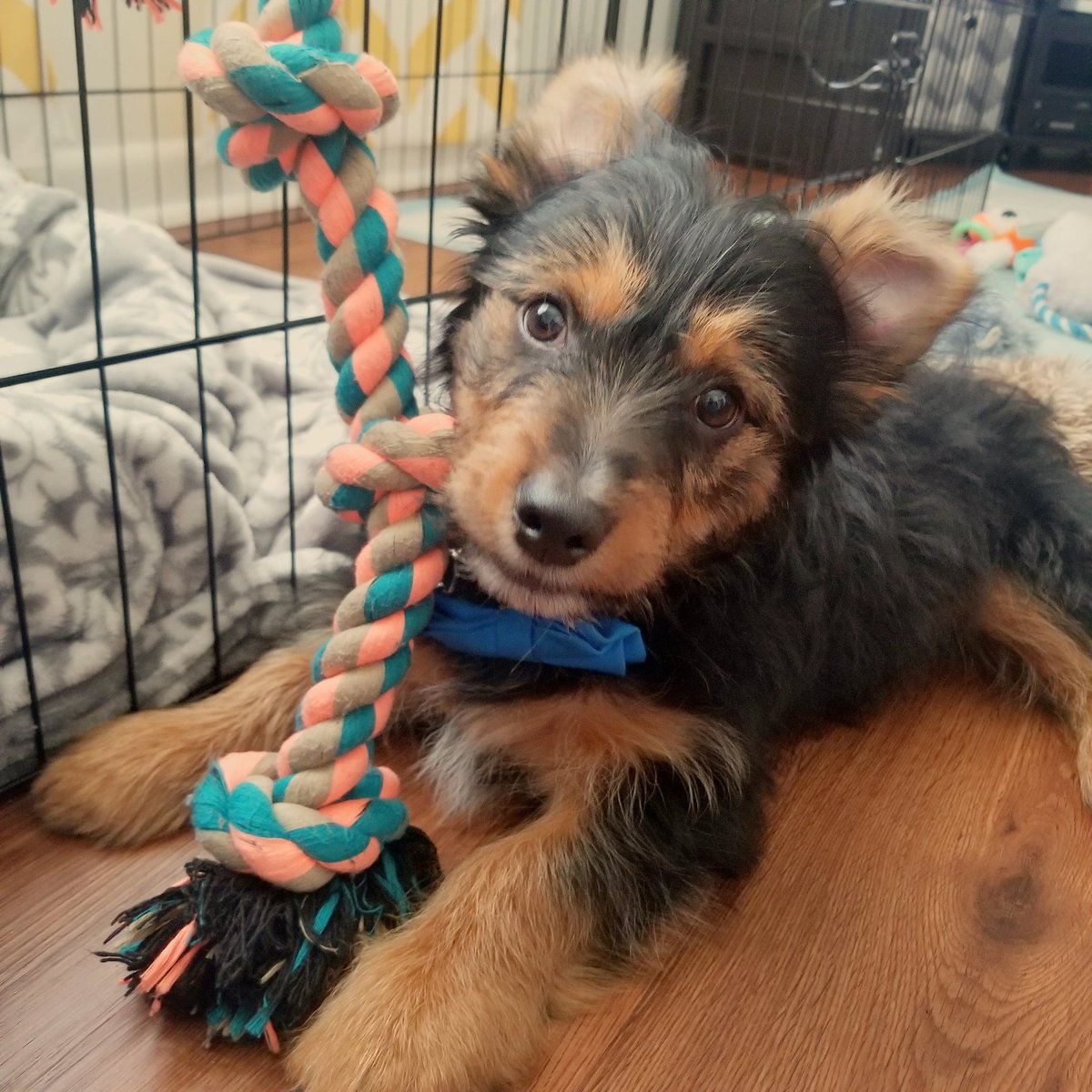Love_Holland_'s tweet photo. 💙this handsome pup is 14 weeks today💙
#BabyCosmo #PuppyLove #MorkieLife #TooCute #Playtime #FluffNugget #Love #FurBaby #DogMom #GoodBoy #BlueBowtie #SoHandsome #DogsOfInstagram https://t.co/GuKnPiOvyv