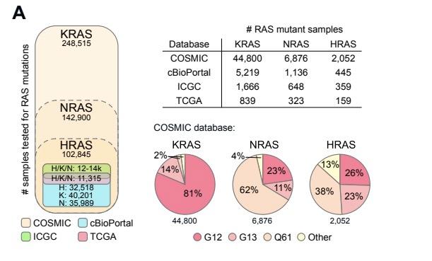 CR_AACR's tweet photo. Prior et al determine mutation frequency for each Ras isoform in all major cancer types and find that ~ 19% of #CancerPatients have #RasMutations. They discuss isoform &amp; mutation-specific trends relevant to therapies in this #ReviewArticle: https://t.co/ICAUglyEAh
 @LivUni https://t.co/tquc0eN3B3