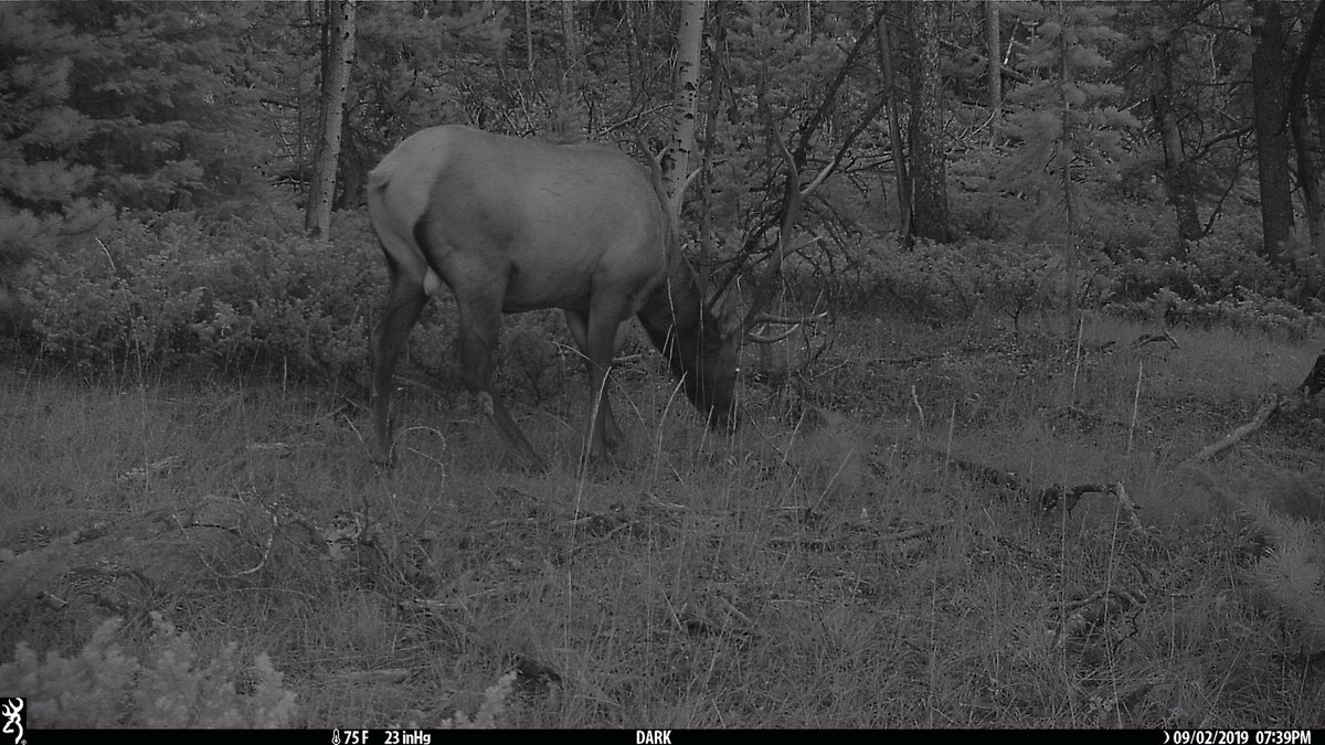 game_cameras's tweet photo. More elk on my Browning game camera 
#elk #elkhunting #browningtrailcameras #browning #gamecaneras #trailcam #trailcameras #bullelk #wildlife #bullelkhunting https://t.co/mXtvOWEQBs