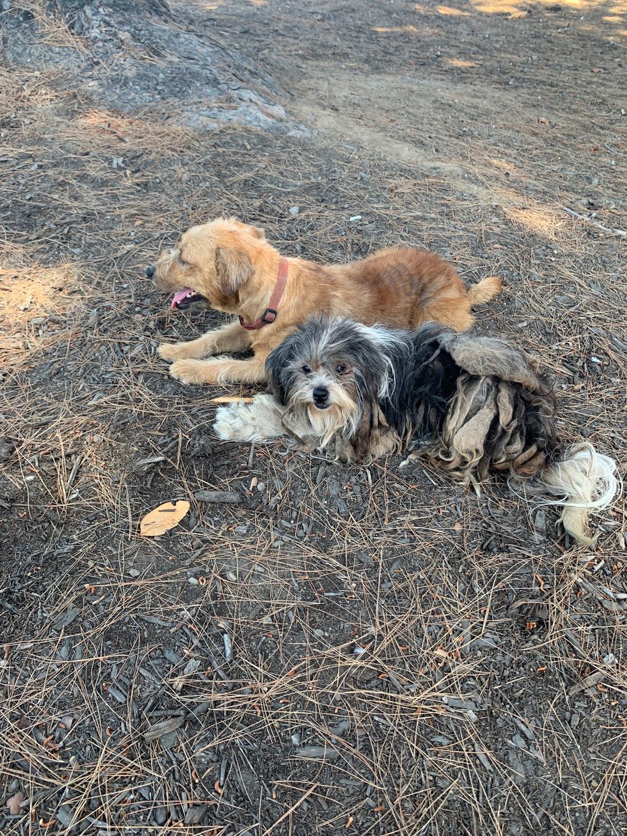maddyazma's tweet photo. People of #orangecounty - these sweet babies were found in #Tustin on the side of the freeway sick, matted, &amp; covered with fleas. They are now cleaned up and ready for adoption (together if possible) 🥺 PLEASE RT ❤️ #oc https://t.co/FrnsROYqSh https://t.co/ddqOOtn7o9