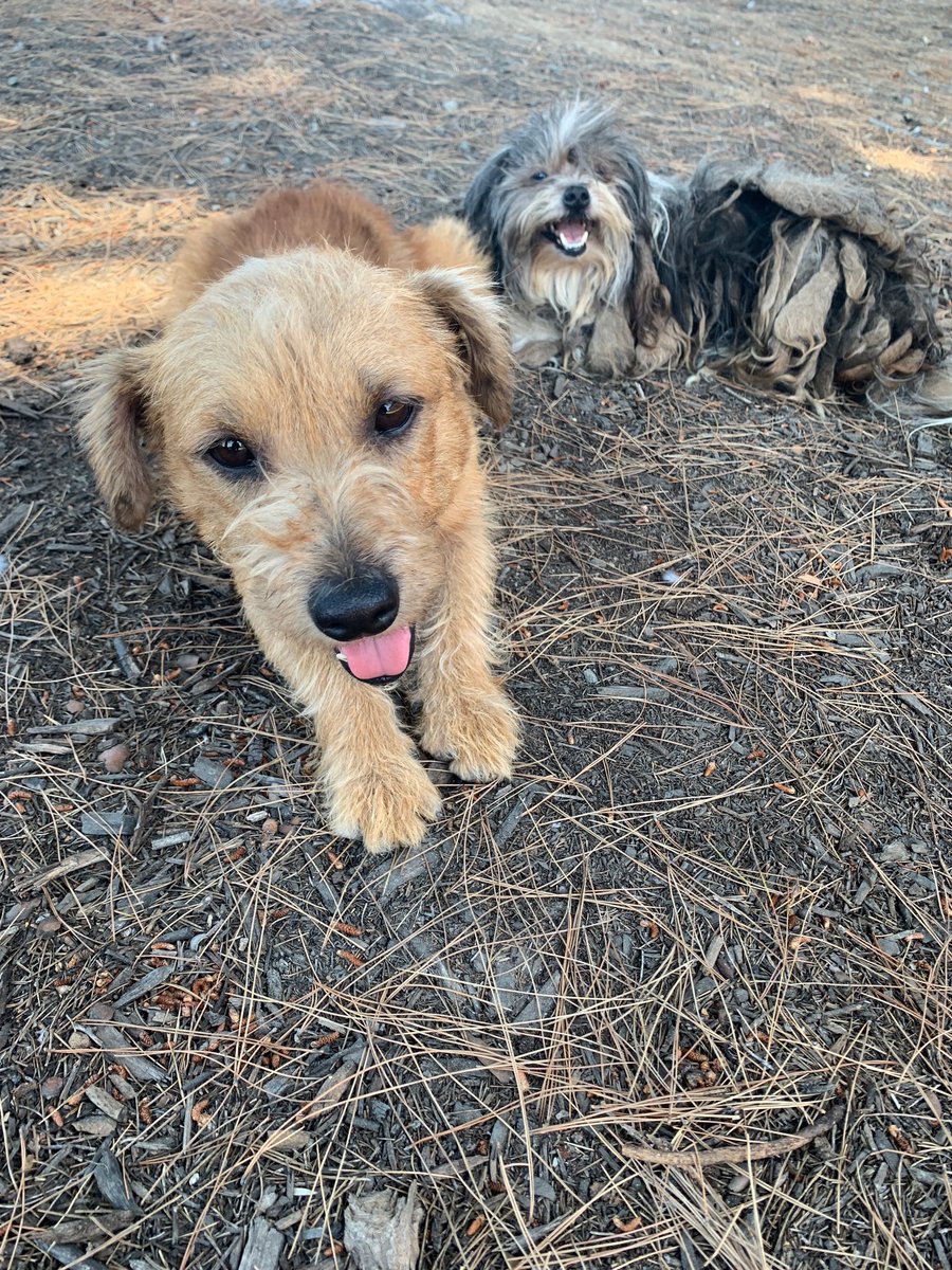 maddyazma's tweet photo. People of #orangecounty - these sweet babies were found in #Tustin on the side of the freeway sick, matted, &amp; covered with fleas. They are now cleaned up and ready for adoption (together if possible) 🥺 PLEASE RT ❤️ #oc https://t.co/FrnsROYqSh https://t.co/ddqOOtn7o9