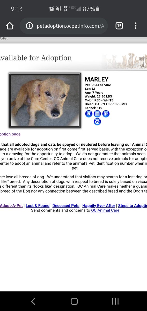 maddyazma's tweet photo. People of #orangecounty - these sweet babies were found in #Tustin on the side of the freeway sick, matted, &amp; covered with fleas. They are now cleaned up and ready for adoption (together if possible) 🥺 PLEASE RT ❤️ #oc https://t.co/FrnsROYqSh https://t.co/ddqOOtn7o9