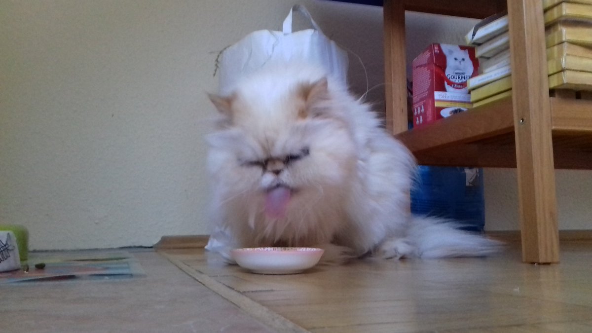Mamadarfdas's tweet photo. @ShivaWuschl Also ich war erfolgreich mit Betteln. Weiß gar nicht, wie ich das gemacht habe. Bin eben ne Katze! 😉
Liebe Grüße von Frau Krause! https://t.co/ZiImSuoWth