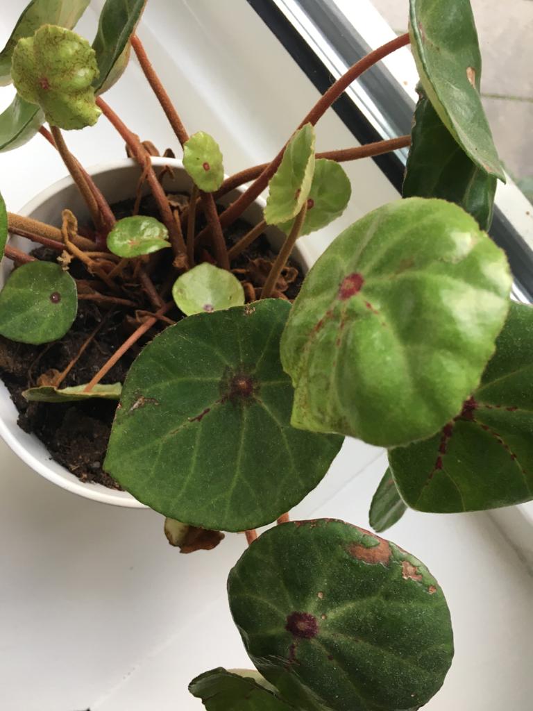 hoosterbroek's tweet photo. Wie weet hoe dit plantje heet? https://t.co/bdOrZWyERQ