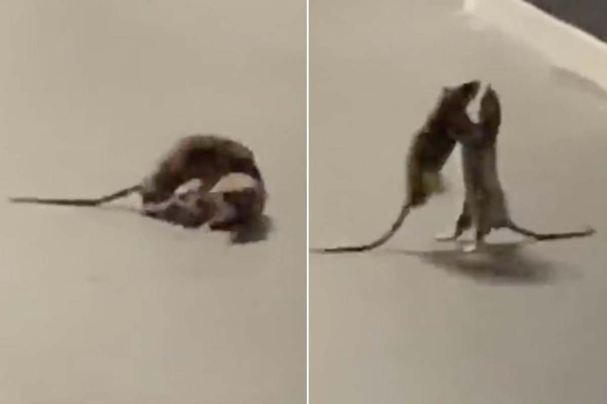 View image on Twitter