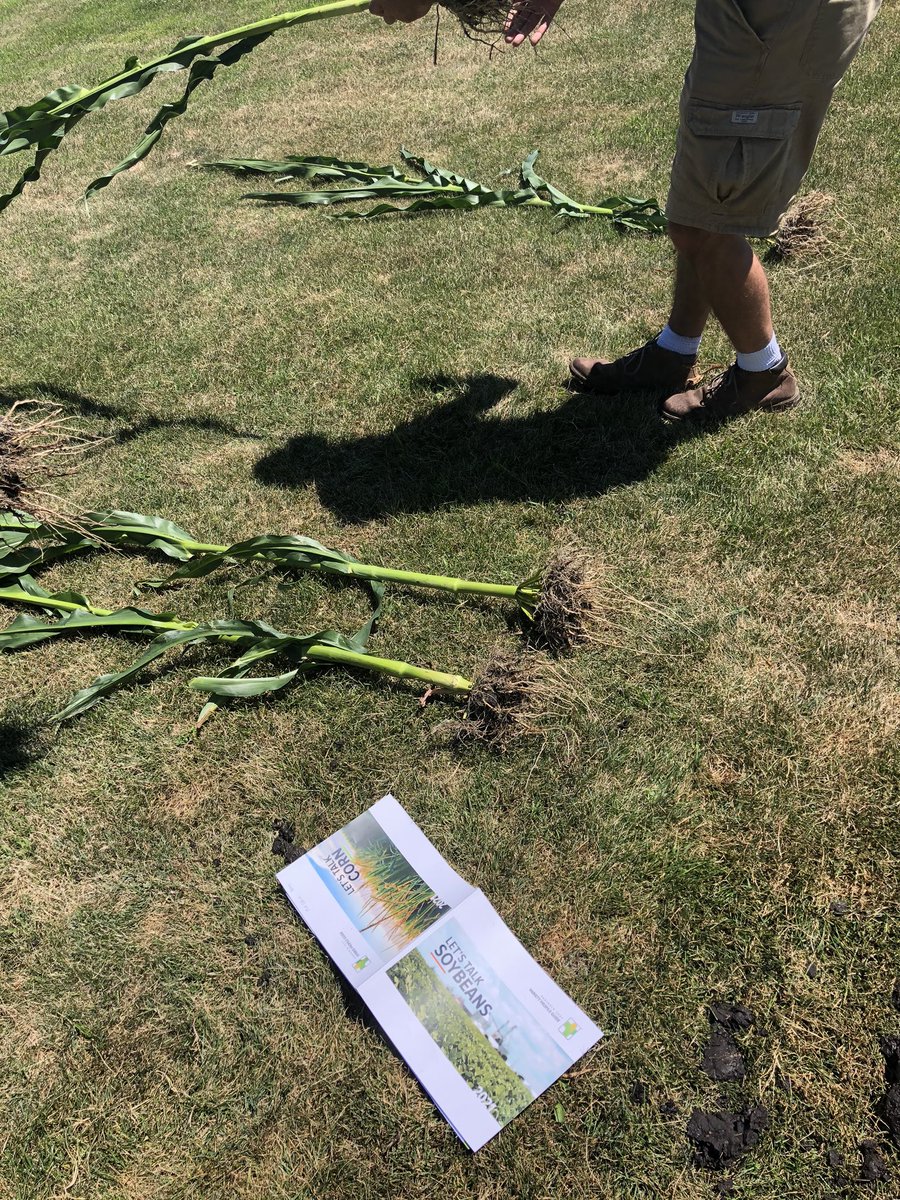 Richard_XL's tweet photo. Learning our own lineup! @AgriGold @agold_ron #letstalkcorn https://t.co/NozSeYnLjP