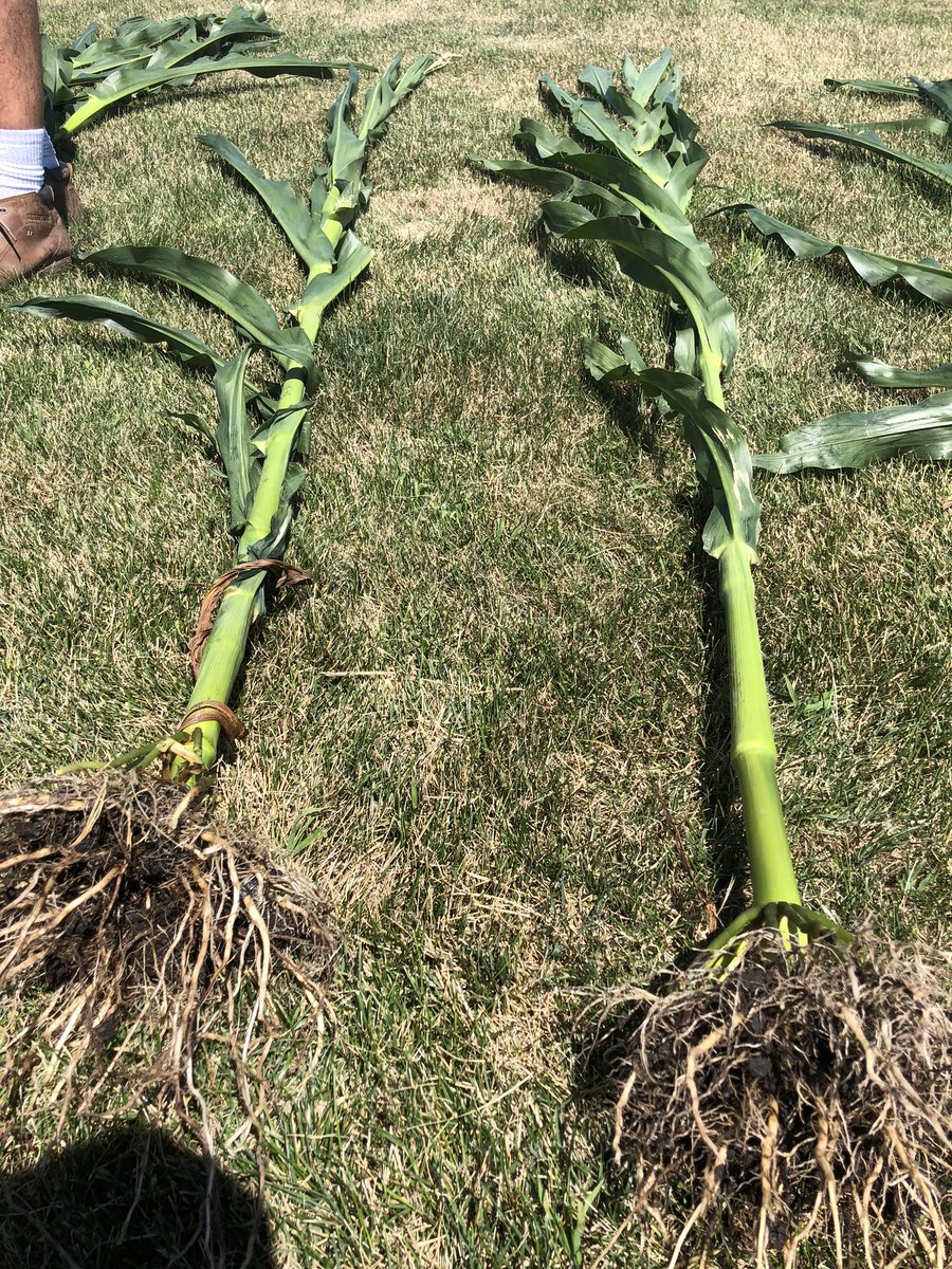 Richard_XL's tweet photo. Learning our own lineup! @AgriGold @agold_ron #letstalkcorn https://t.co/NozSeYnLjP