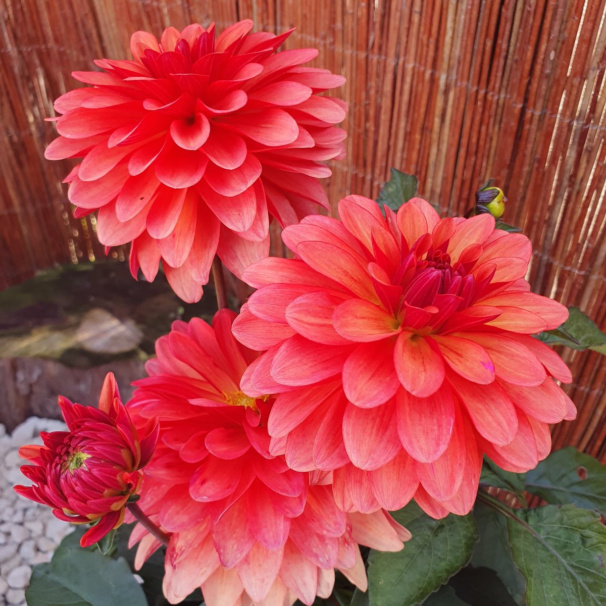 Emma_GPN's tweet photo. My hobby for the last 4 months has been growing these beauties #isolationhobby #flowerlady #keepsmebusy ππΊπ» https://t.co/3zpCdYWw9Q