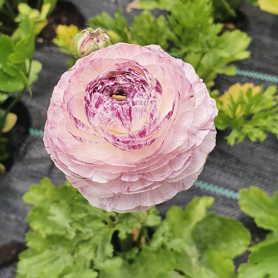Emma_GPN's tweet photo. My hobby for the last 4 months has been growing these beauties #isolationhobby #flowerlady #keepsmebusy ππΊπ» https://t.co/3zpCdYWw9Q
