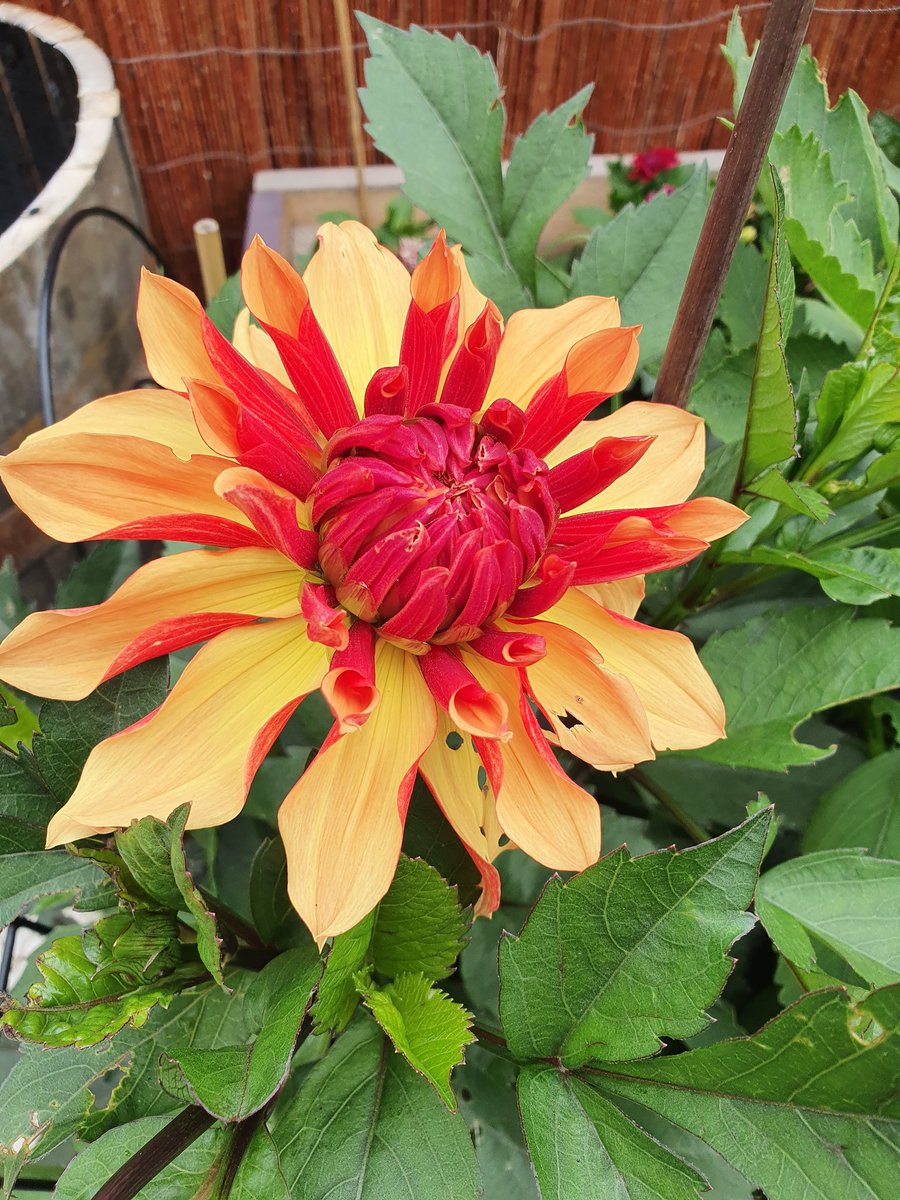 Emma_GPN's tweet photo. My hobby for the last 4 months has been growing these beauties #isolationhobby #flowerlady #keepsmebusy ππΊπ» https://t.co/3zpCdYWw9Q