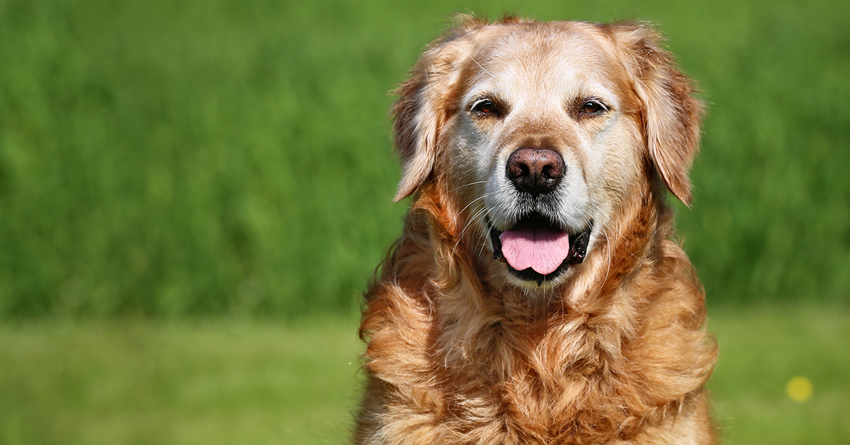 Morris_Animal's tweet photo. Why do some dogs get #cancer, and others don’t?

@Morris_Animal is hoping to find out with a new study comparing genetic data. We’re currently looking for golden retrievers over 12 willing to submit a DNA sample.

Learn more: https://t.co/Oiuy8pDLbL
Apply: https://t.co/WFmydZGULW https://t.co/n75Kra4vKk