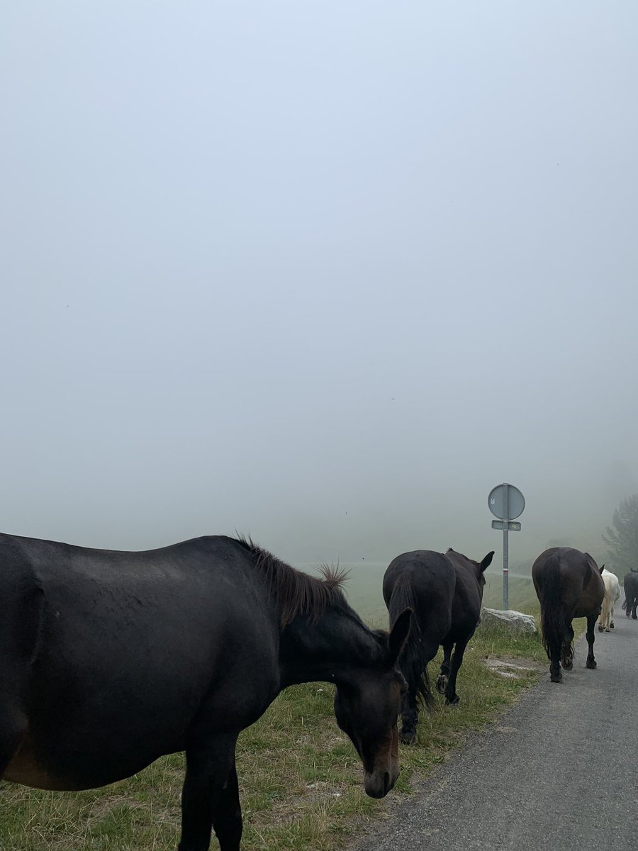corinne_crabe's tweet photo. Brume sur le lac de Bious-Artigues par cette belle soirée d’été #moneteenbearn #ossau #pyrenees #lac #ayous #bious #chevaux https://t.co/K41bRHkkFX