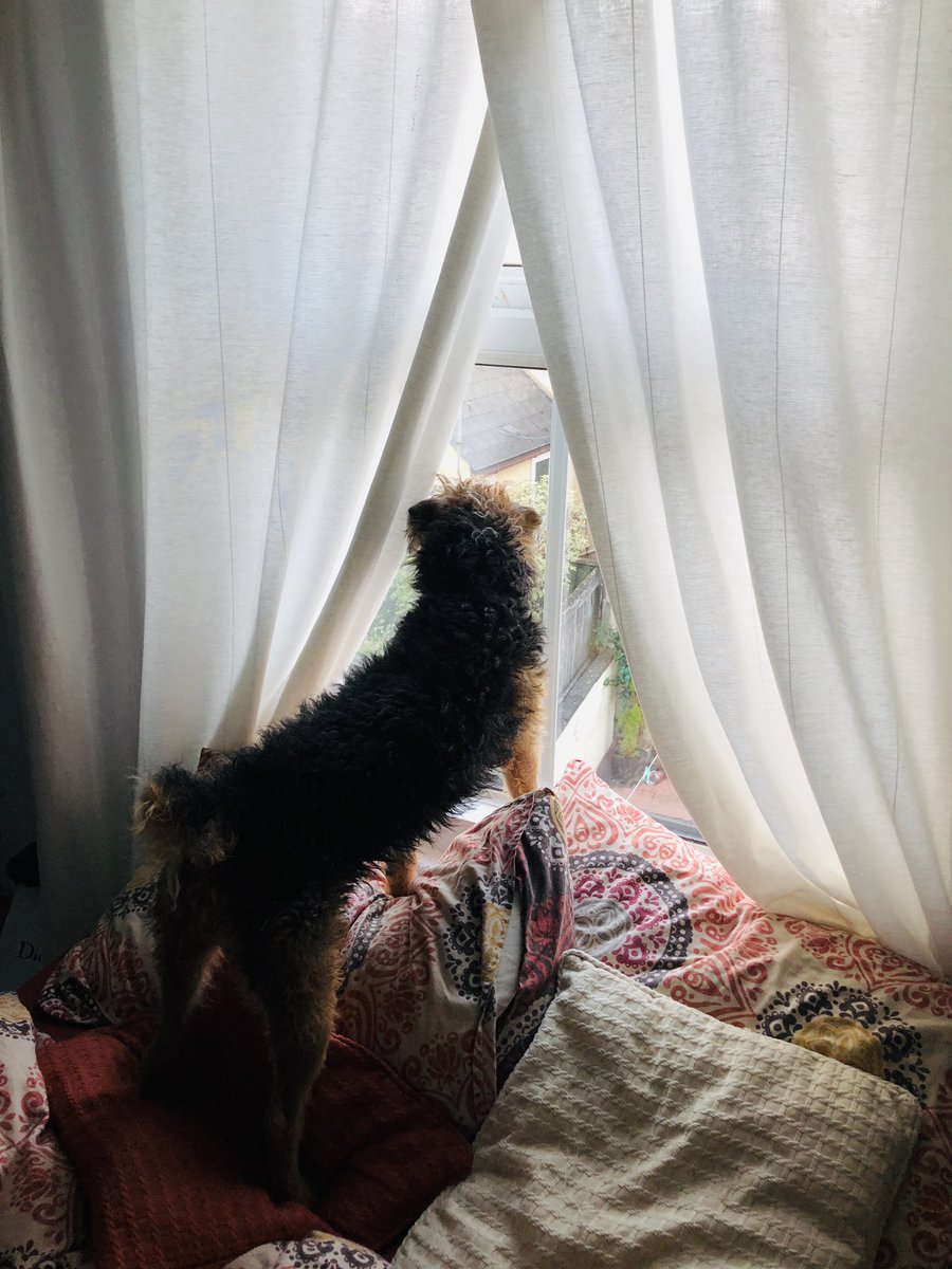 SallyGeake's tweet photo. Couldnt understand why Lennie suddenly was obsessed with the spare room. Thought it was because Iβd painted and decorated and a nicer place to be...apparently not. JuSt a better view to spy on the neighbours cat. ππ¬π₯° #LenDog #LenInLockDown https://t.co/SVM37gGqI4