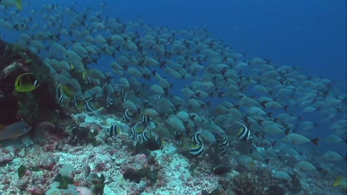 CANARICaribbean's tweet photo. In 2019, #FutureFishers received a #CarSIF small grant to assess market and environmental vulnerabilities, and recommendations for small-scale production of smoked and salted fish on Trinidad’s East coast including the communities of Guayaguayare, Mayaro and Toco.

#PISCES https://t.co/3HHO0ScbTc