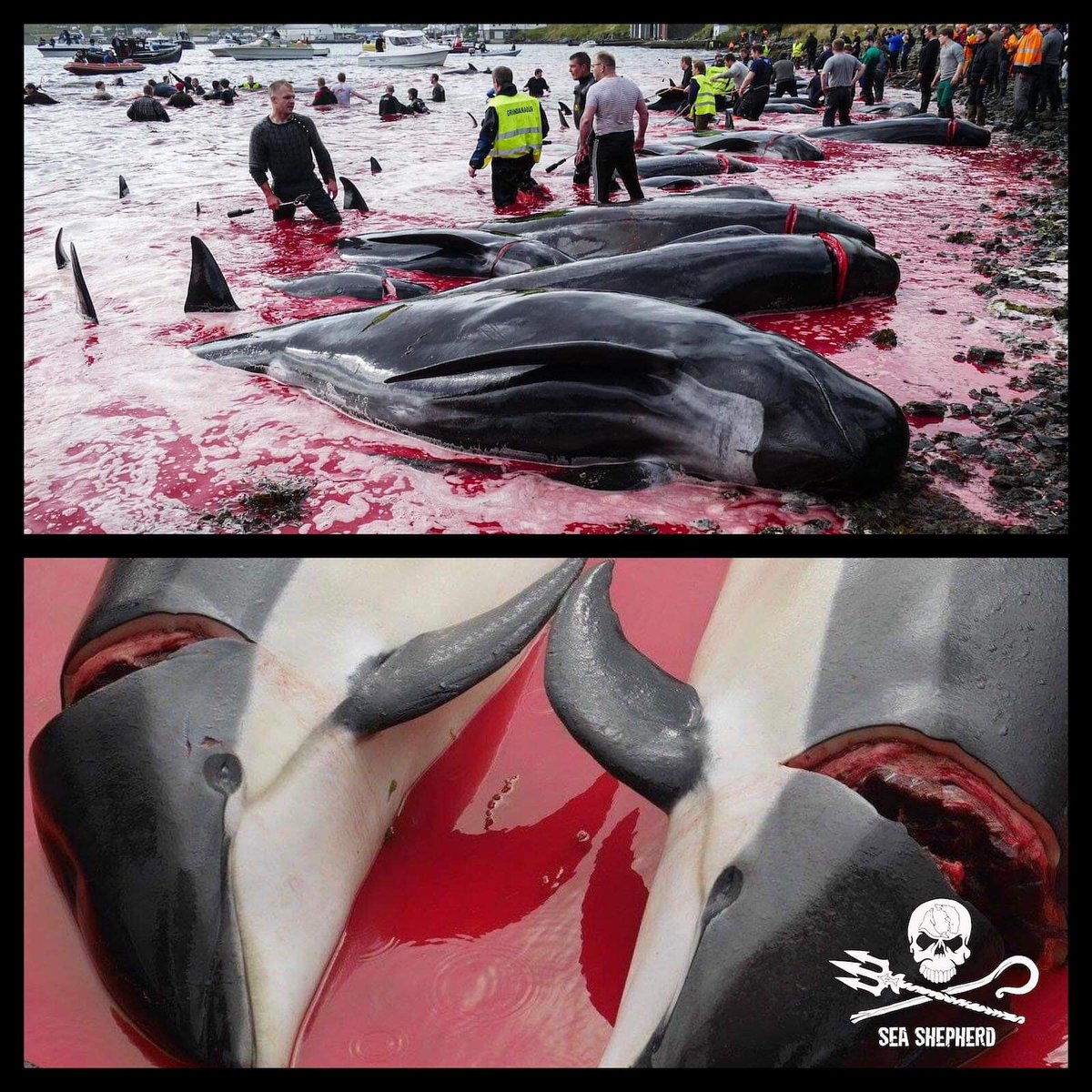 Premier Grind de l’année aux Îles Féroé  : 252 globicéphales et 35 dauphins à flancs blancs ont été massacrés hier soir aux îles Féroé (archipel sous protectorat danois). 

Ils invoquent une tradition ancestrale pour justifier cette pratique barbare...

📷 Sea shepherd.