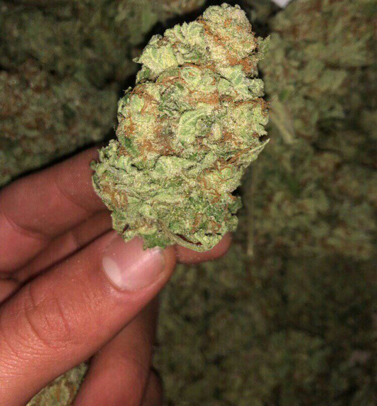 BeuhFrance5's tweet photo. 🔥 WhatsApp// +33 758048531
🔥 Snap // weed.8906

#Claix #Jarrie #Fontaine #Gieres #Eybens #Murianette #Poisat #Venon #Vif #Vizille #Sassenage #Sarcenas #Bresson #Champagnier #Echirolles #Corenc #Domene #Meylan #Herbeys #Monchaboud #Noyarey #ContreSoiree #FCNantes #TeamOL https://t.co/f029FZ4xgv