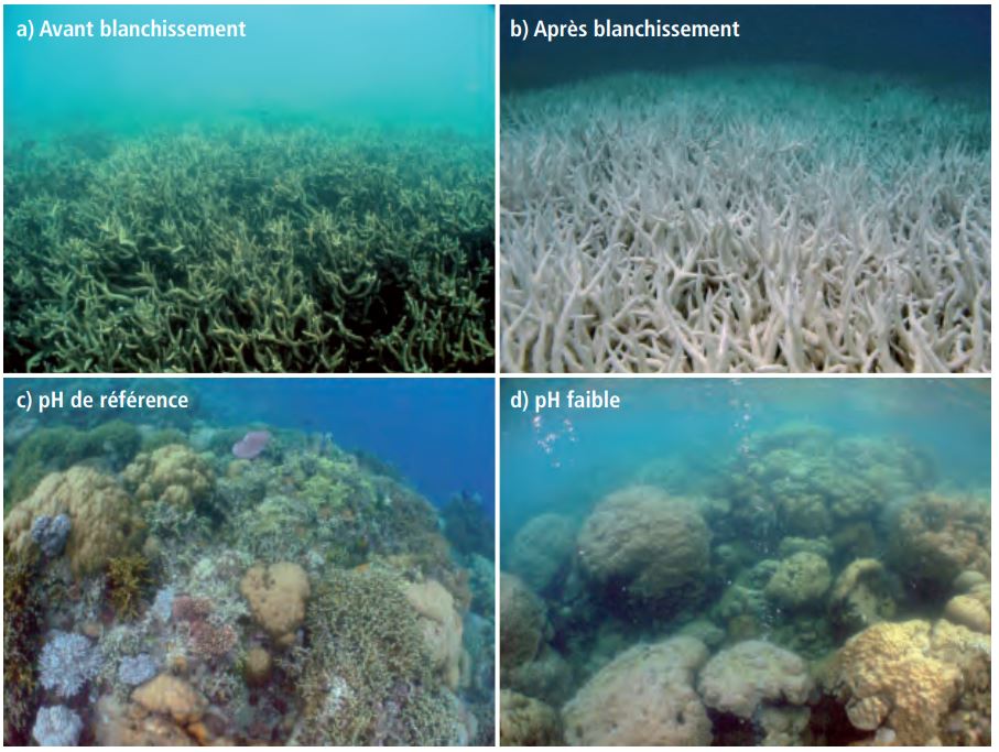 Cependant, l’impact sur la biodiversité est bien réel. Les récifs coralliens auront tous disparus et n’existeront avec toutes leurs couleurs que dans les images d’archives. Ces mêmes récifs qui hébergent aujourd’hui 30% de la biodiversité marine connue.