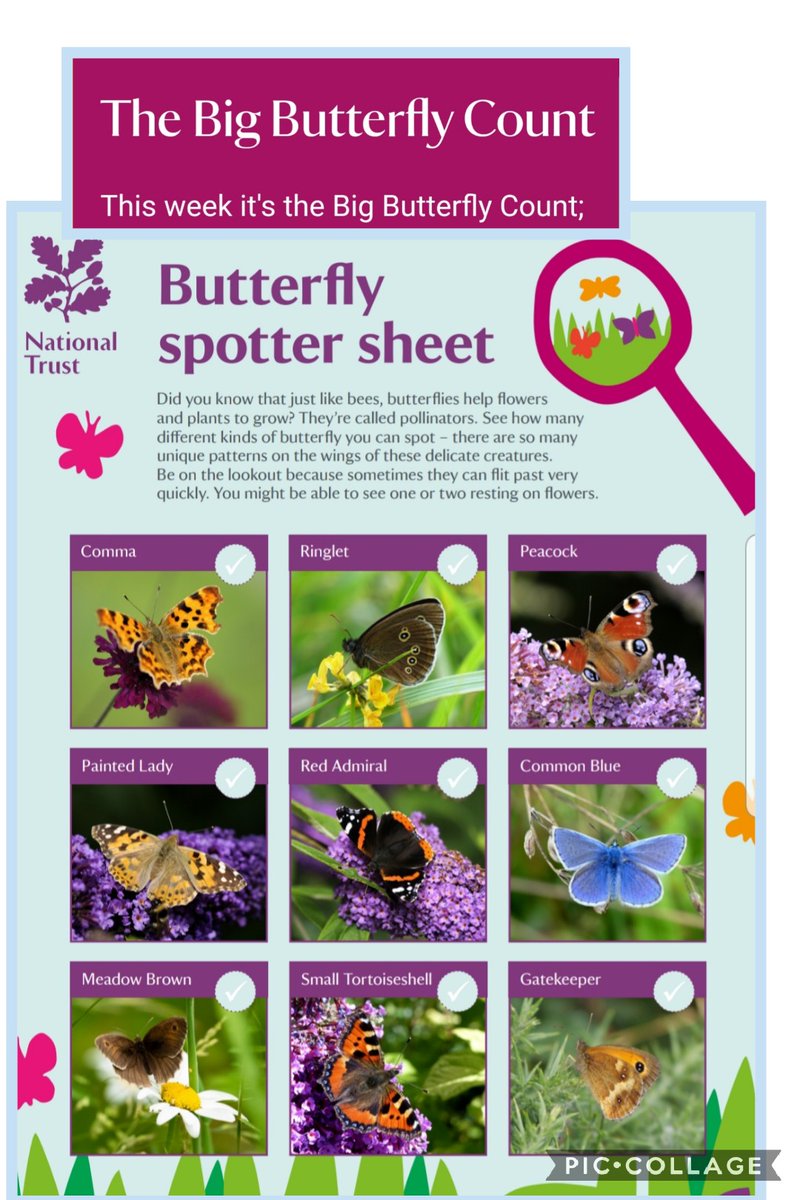 MrsAllerton's tweet photo. @TWhittle7 @FRISroom2 Did you know that its butterfly big count week. Here is a guide of some the butterflies you may find. 🤩 https://t.co/JQanGNABVn