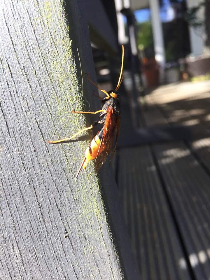 CoverackHarbour's tweet image. Anybody know what this is???? Found on our decking in Cornwall, thinking and Asian Hornet. #beekeepers @rowsehoney @cornishhoney #asianhornet @LondonBeeKeeper @surreybeekeeper @Cornwallbees