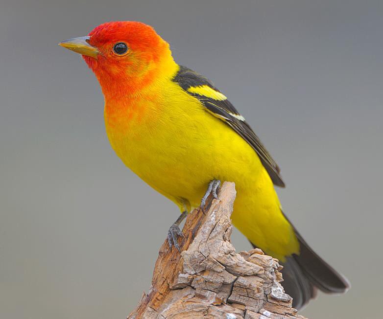 Naruto as a Western Tanager