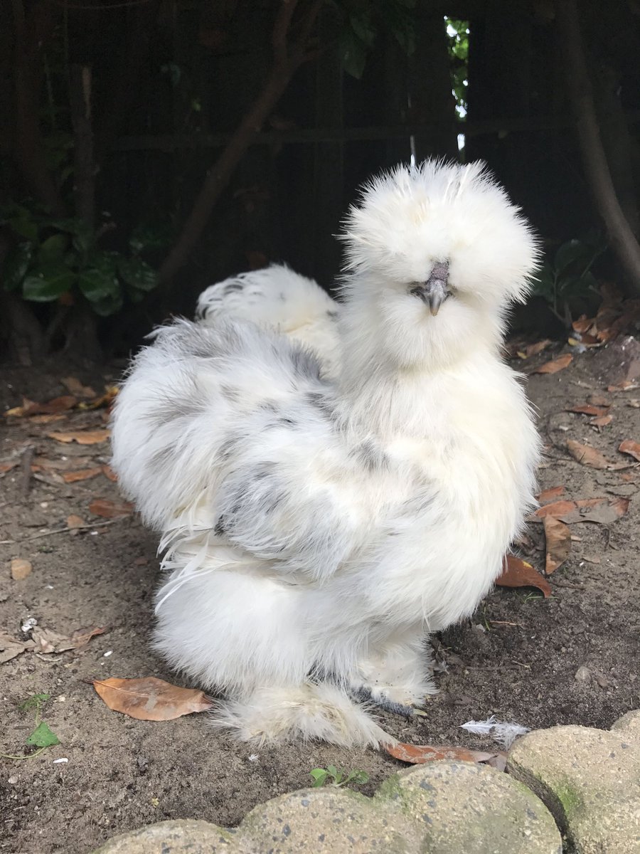 Kakashi as a Silkie (my favorite breed of chicken)