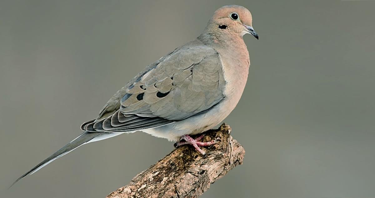 Hinata as a Mourning Dove