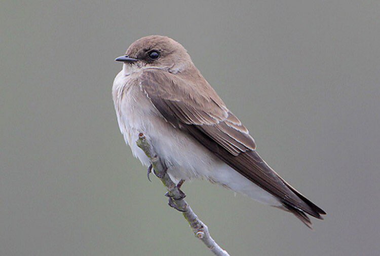 Neji as a Northern-rough winged swallow