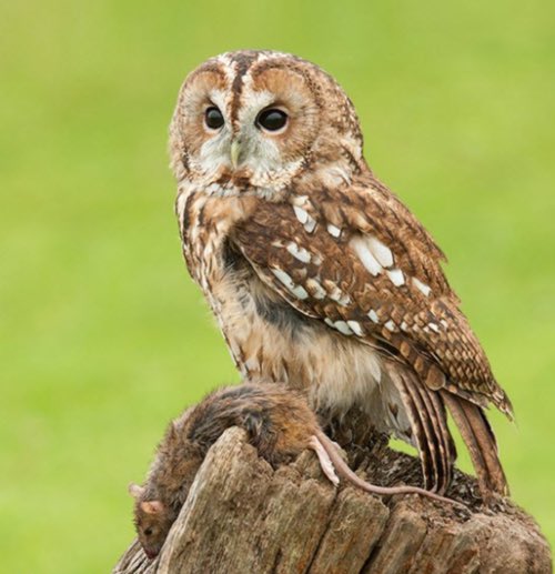 Choji as a Tawny Owl