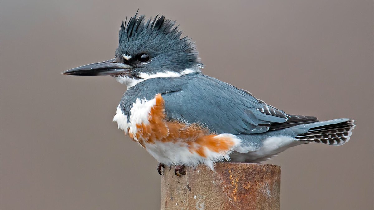 Kisame as a Belted Kingfisher