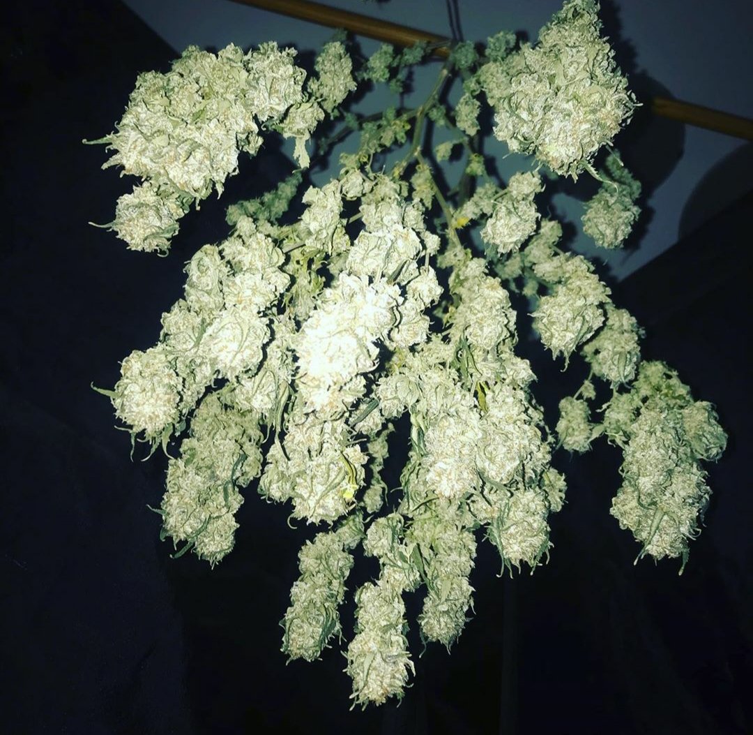 KannabiaGlobal's tweet photo. "Drying a SKUNK + by @KannabiaSeeds " 📷 #repost thanks to our Instagram #kannabista friend @maryjanetja 🙏🤩🧡💚
+ info #Skunk + #seeds ➡️ https://t.co/GCGnH2s97p

#CannabisSeeds #PowerSkunk #KannabiaSeeds 🌱 #cannabisculture #Harvest https://t.co/PYZ2LVPwmx