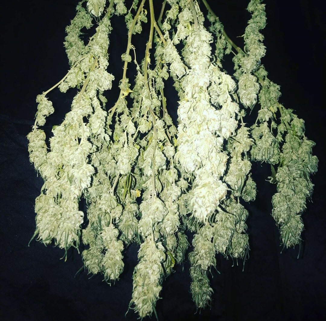KannabiaGlobal's tweet photo. "Drying a SKUNK + by @KannabiaSeeds " 📷 #repost thanks to our Instagram #kannabista friend @maryjanetja 🙏🤩🧡💚
+ info #Skunk + #seeds ➡️ https://t.co/GCGnH2s97p

#CannabisSeeds #PowerSkunk #KannabiaSeeds 🌱 #cannabisculture #Harvest https://t.co/PYZ2LVPwmx