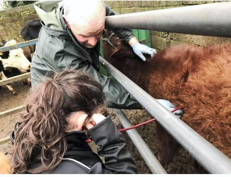 farmersjournal's tweet photo. Learning young: Grainne Strain, six, listens for pneumonia alongside the vet - her daddy Damian📸 Josephine Strain

Share your photos here👉 https://t.co/3YLRYBf4tn https://t.co/ZhUIGYtyO8