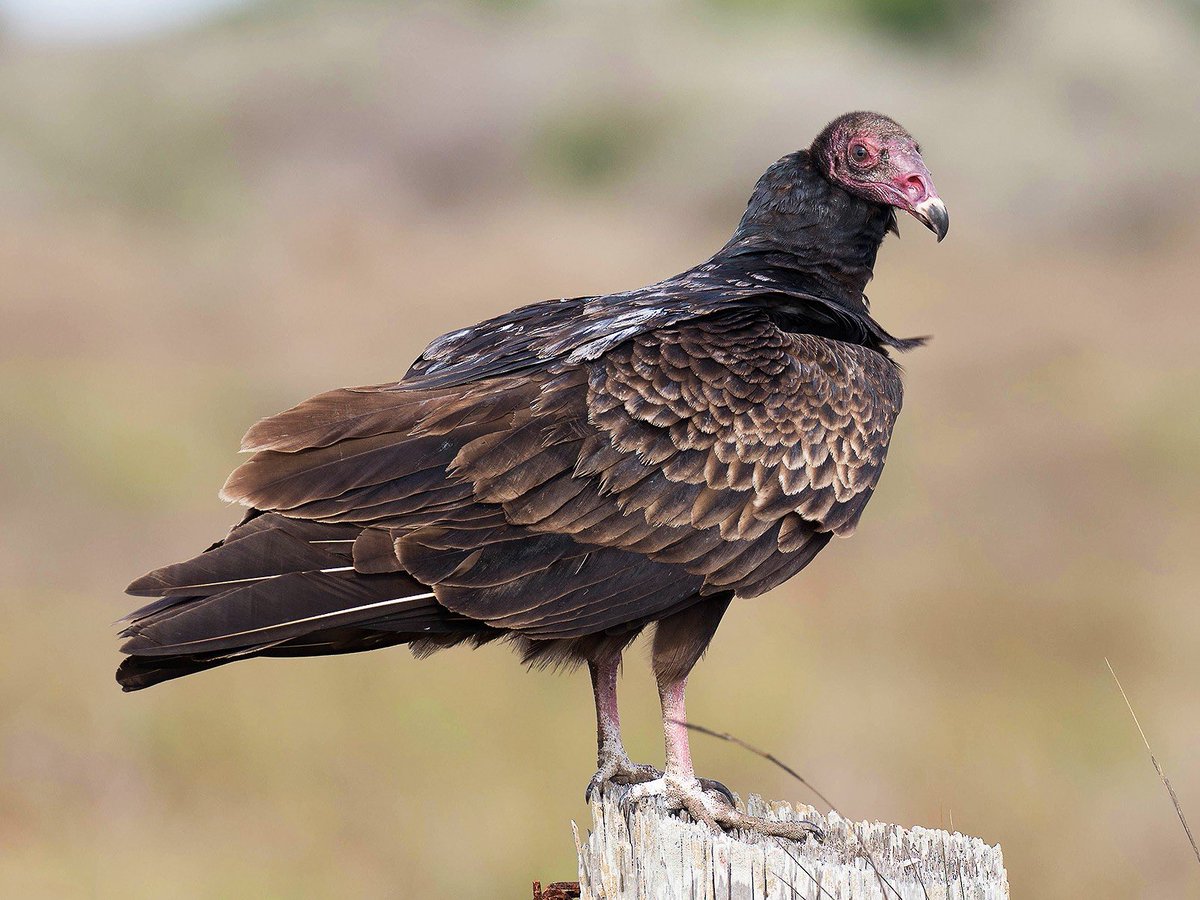 Kakazu as a Turkey Vulture