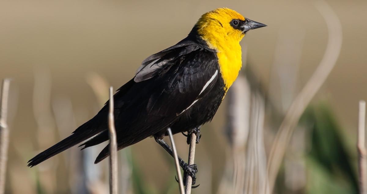 Deidara as a Yellow-headed Blackbird