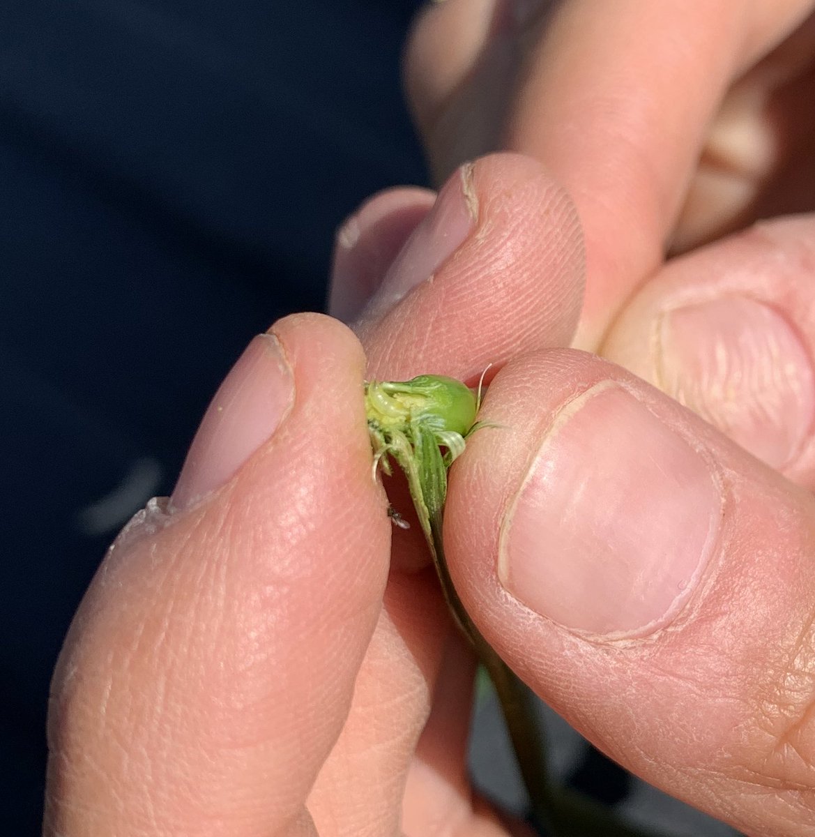 A reminder that if you’re seeing white heads in your wheat and durum crops it can be a wheat stem maggot and not #FHB these little guys bury in and cause the head to die. @GMacsAgTeam #gmacsagteam @WinFieldCanada #WUCAcademy
