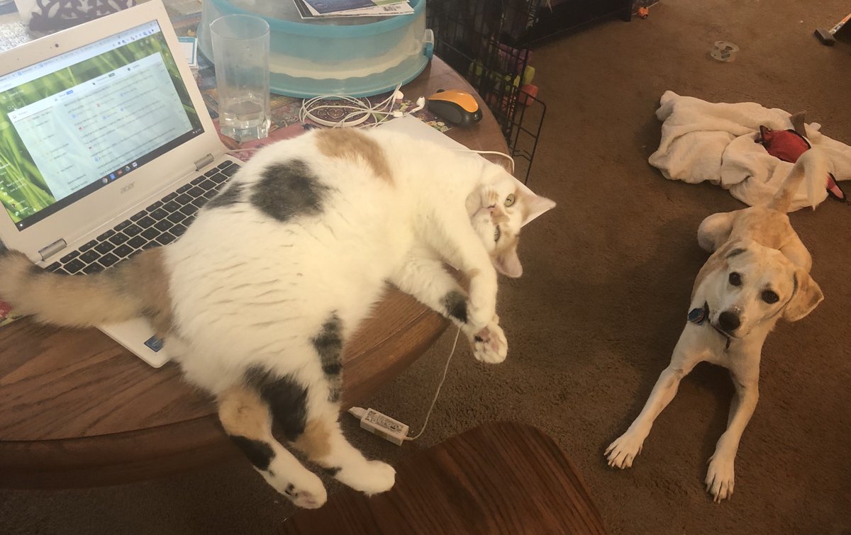 I feel like they're trying to tell me something. Does this mean that the work day is over? #WorkFromHome #petsarecoworkers