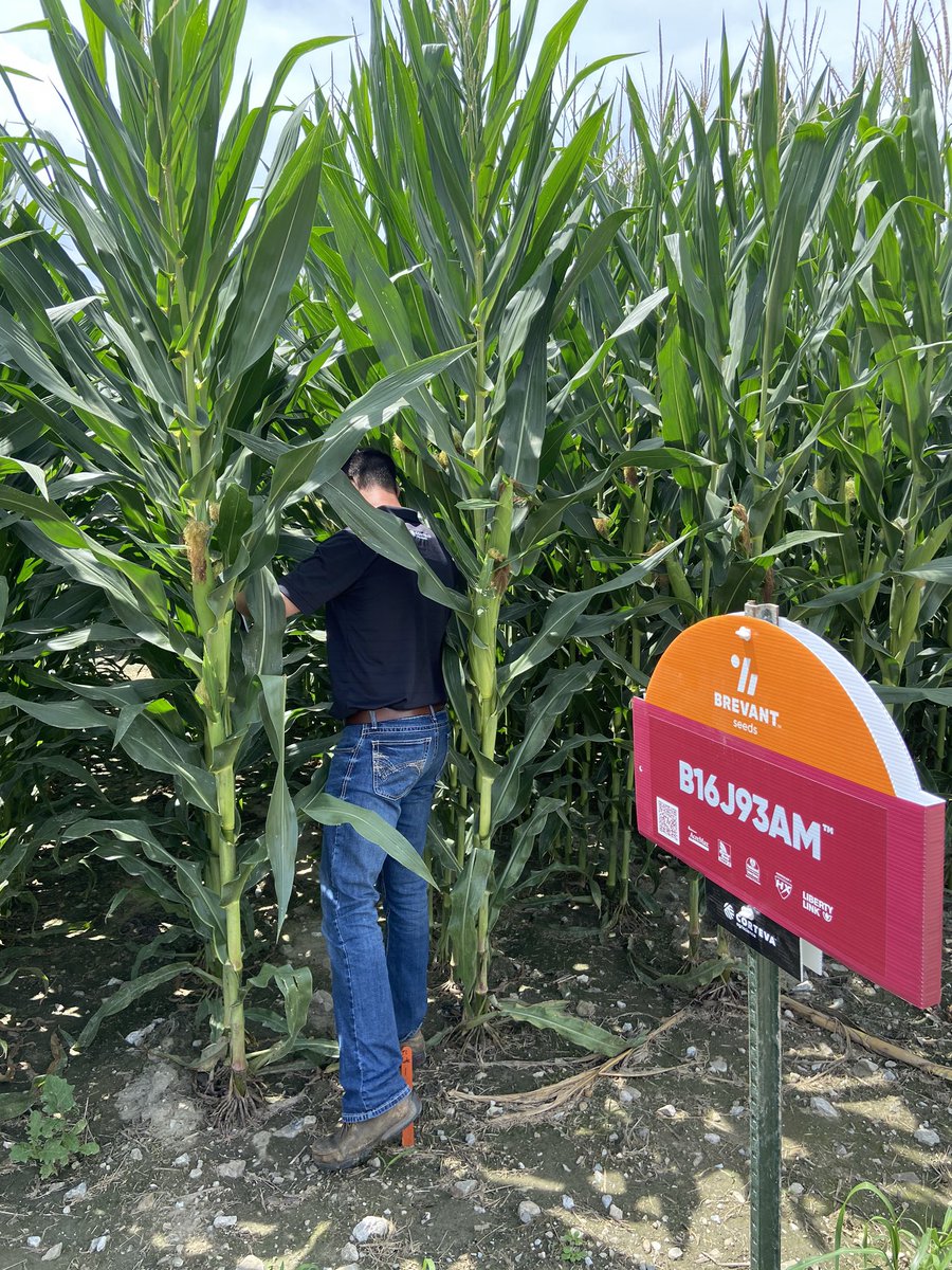 Retail Product Agronomist <a href="/JonahBarry5/">Jonah Barry</a> checking out B16J93AM in the MO River Bottoms!