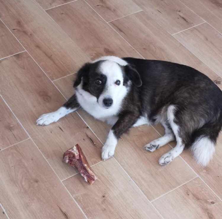 pruzi_korak's tweet photo. Drugarici je jutros nestao pas u Vrnjačkoj banji (iza Vode Vrnjci). Odaziva se na ime Malena i preumiljata je i predivne naravi i verovatno je uplašena. Ako vam nije teško lupite RT, tviter je često umeo da reši ovakve situacije. Ako neko nešto sazna javite meni. HVALA! https://t.co/kzlbAeXNAN