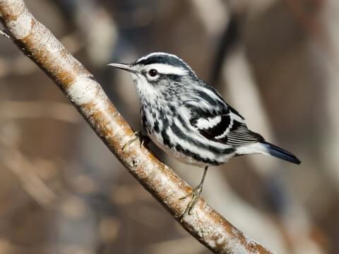 Zetsu as a Black and White Warbler