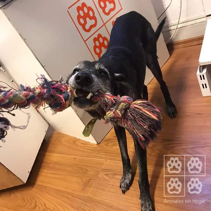 ASHcomUY's tweet photo. Oigan, es que nadie piensa adoptarme? 🤔😖
Juego, salgo a pasear, salto, hago fiesta, muevo la cola, bueno si... ladro también 🙄 pero que perro no ladra? 🤨
Creo que deberé resignarme a vivir en soledad para siempre 😫💔 https://t.co/2LvTZqlv3F