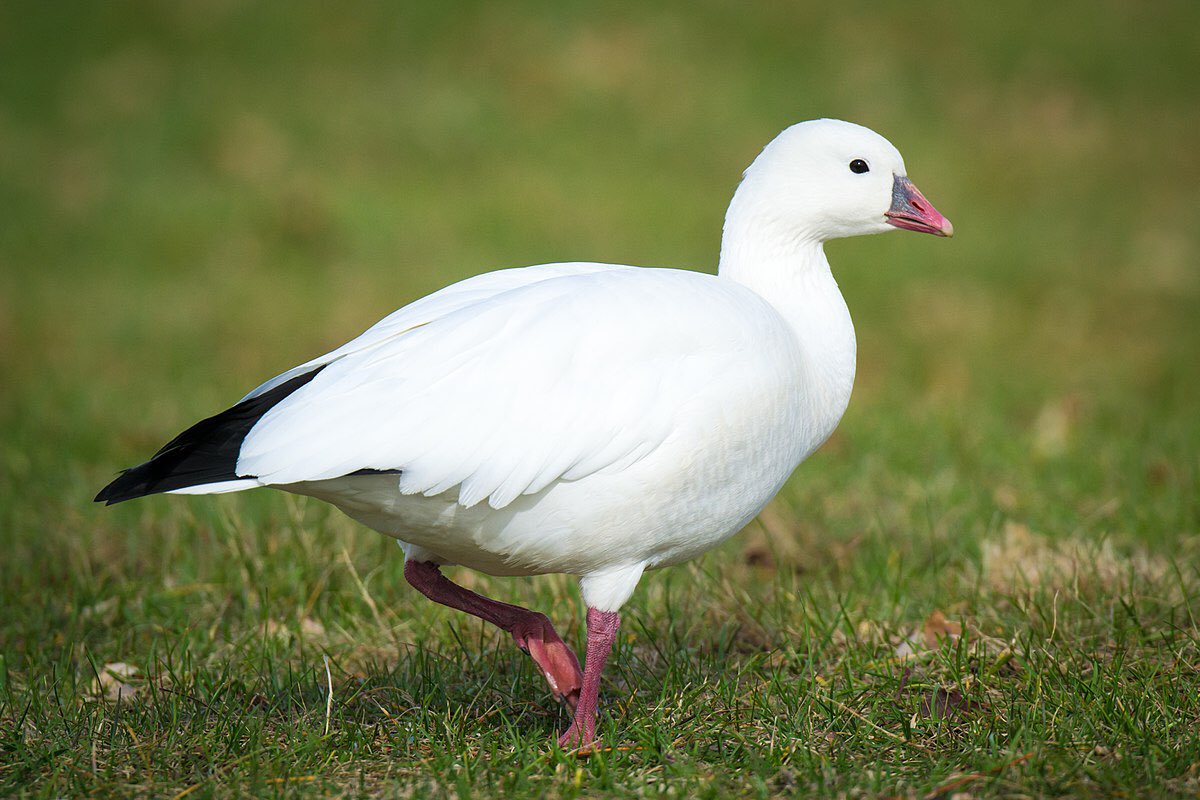 Jiraiya as a Ross’s Goose