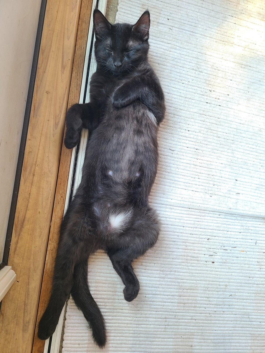 SteebACNH's tweet photo. @aloecrossing Here's some kitten pictures! https://t.co/waBp8kCAHl