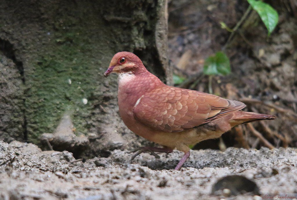 Gaara as a Ruddy Quail-dove