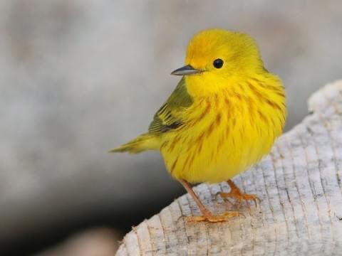 Temari as a Yellow Warbler